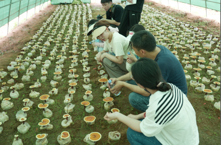 齊魯工業(yè)大學(xué)學(xué)生赴芝素堂泰山靈芝基地參觀學(xué)習(xí)